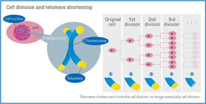 The Roles Of Telomeres And Chronic Disease